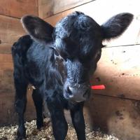 Calf born at the farm