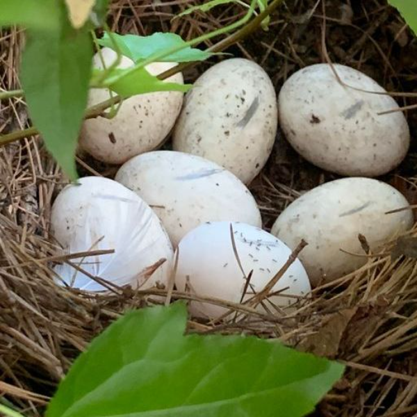 Pekin Duck Eggs (20 per carton)